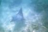 RED SEA
