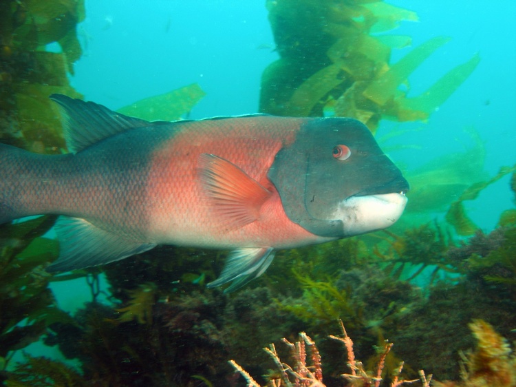 California Sheephead