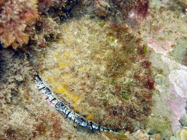 The elusive SoCal abalone