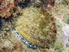 The elusive SoCal abalone