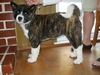 Deveron - The newest Akita