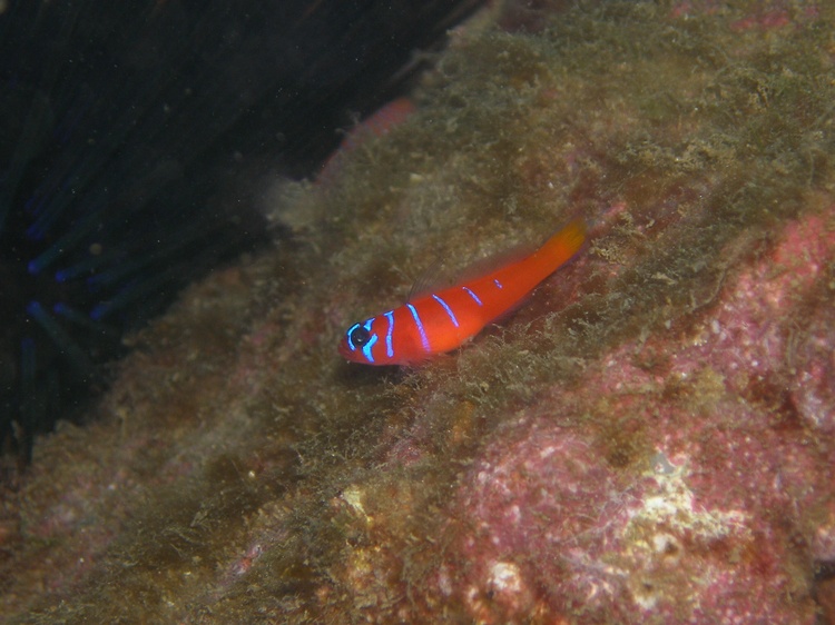 Catalina Goby