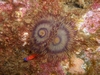 Catalina Goby under feather-duster worm