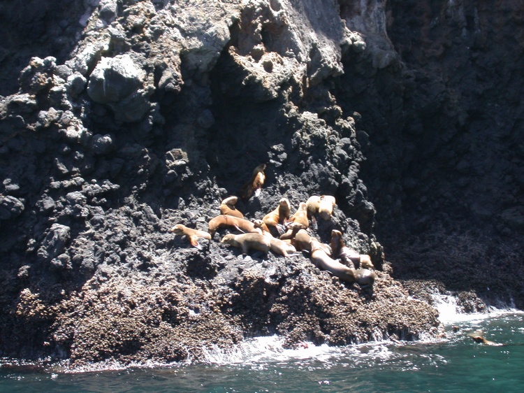 Sea Lions on rock at Santa Cruz