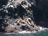 Sea Lions on rock at Santa Cruz