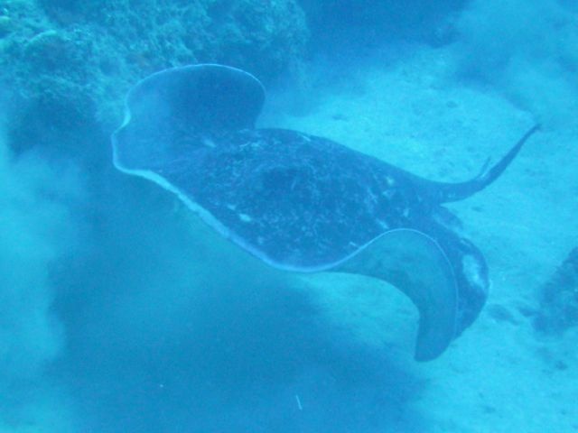 Ray swimming away