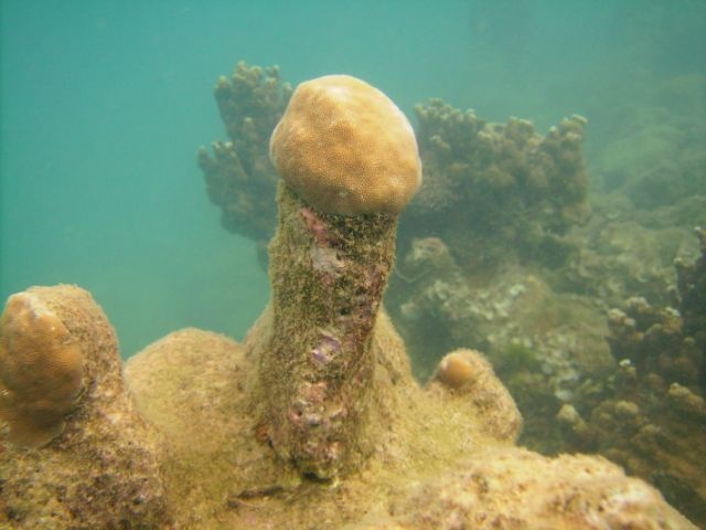Interesting coral formation...