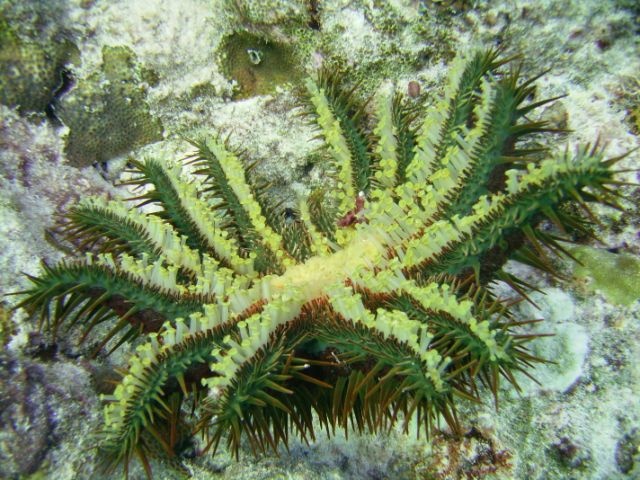 Crown-of-Thorns underside