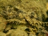 Spiny Devilfish