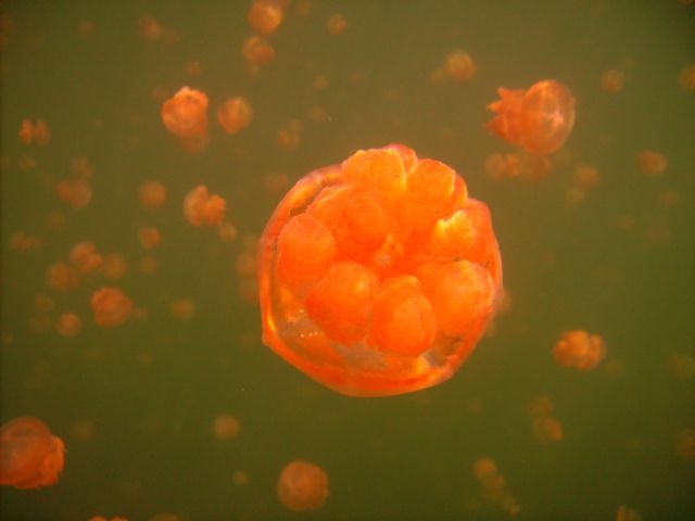 Jellyfish Lake