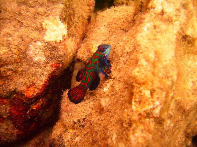 Mandarin Fish