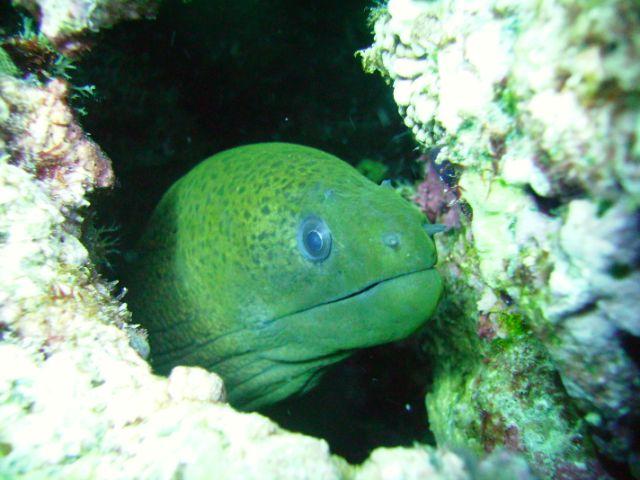 Eel checking me out