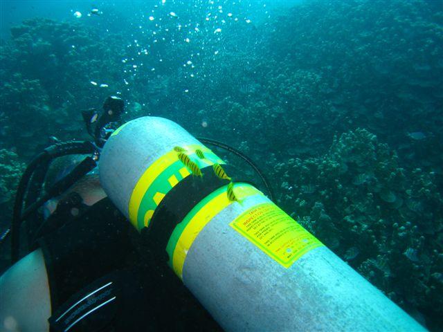 These guys followed me for the whole dive; must be the tank