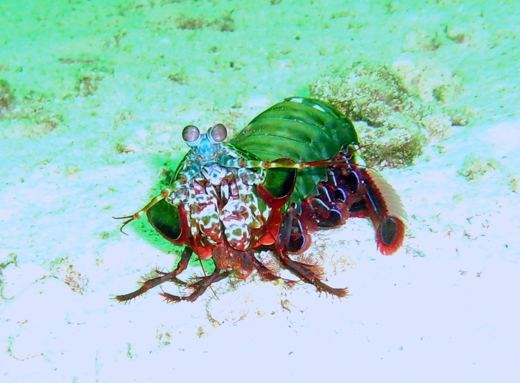 Mantis Shrimp