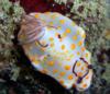 Nudibranch