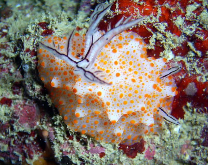 Nudibranch