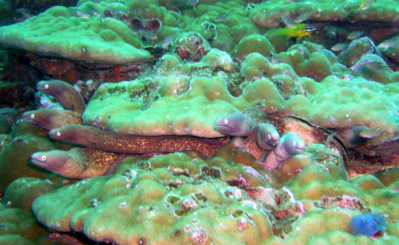 White eyed gang of moray eels