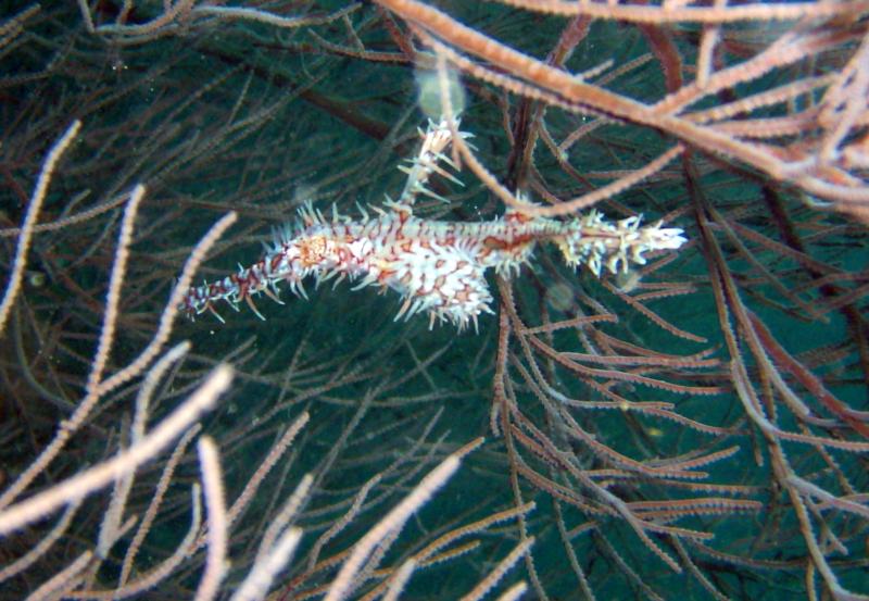 Ornate ghost pipefish