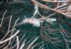 Ornate ghost pipefish