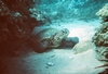 Sea Turtle