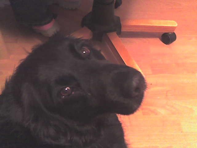 the other dog 