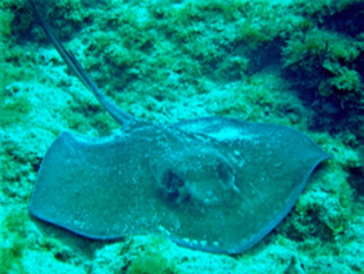 Bahamas