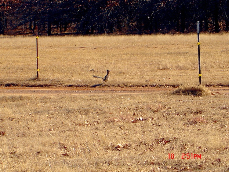 pet roadrunner