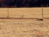 pet roadrunner