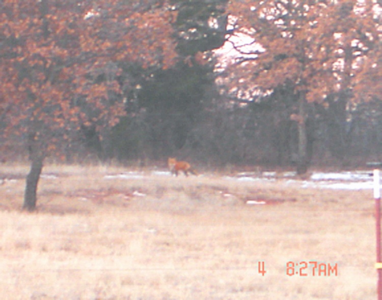 pet fox