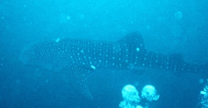 Whale shark 2 my buddy Frank took