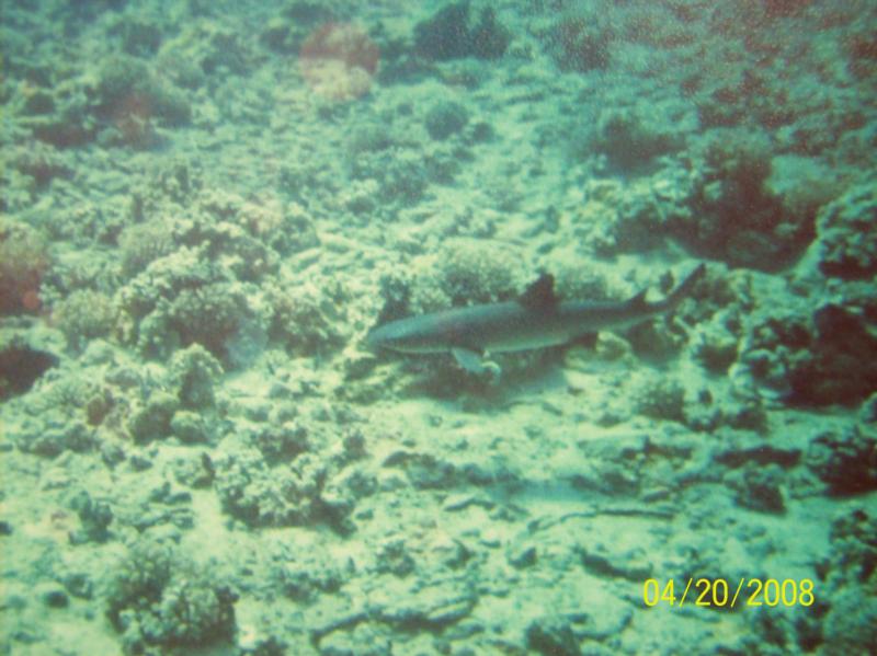 Black tip