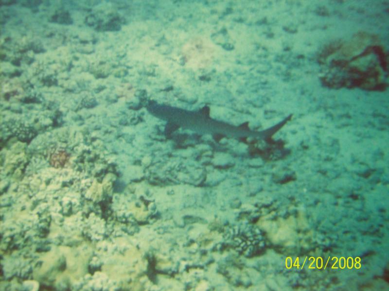 Black tip2