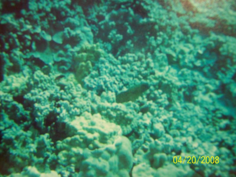 moray