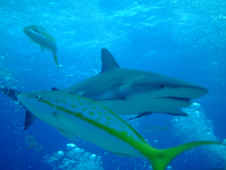 Shark and Yellowtail