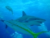 Shark and Yellowtail