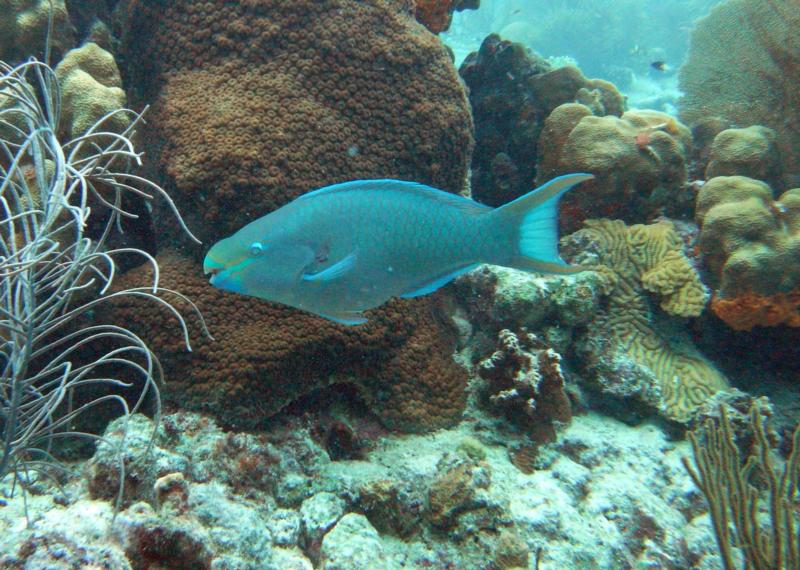 Bonaire Parrotfish