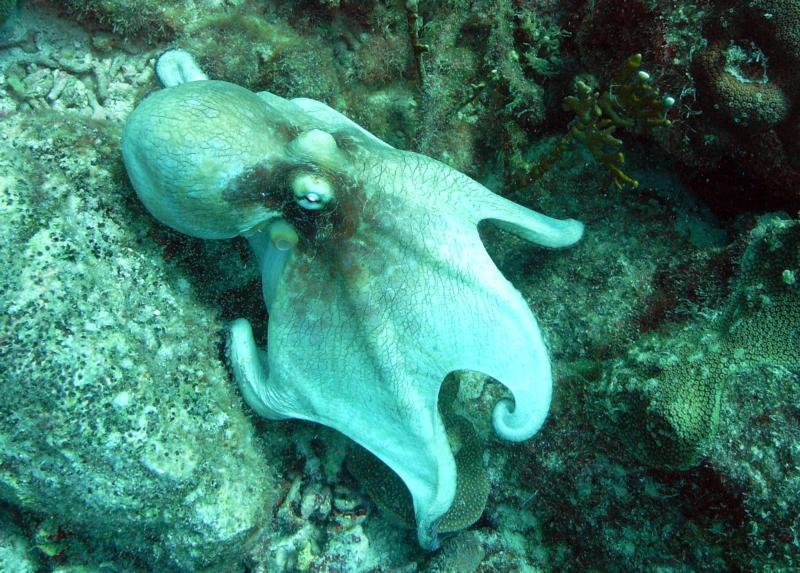 Octopus in Aruba