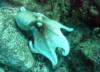 Octopus in Aruba