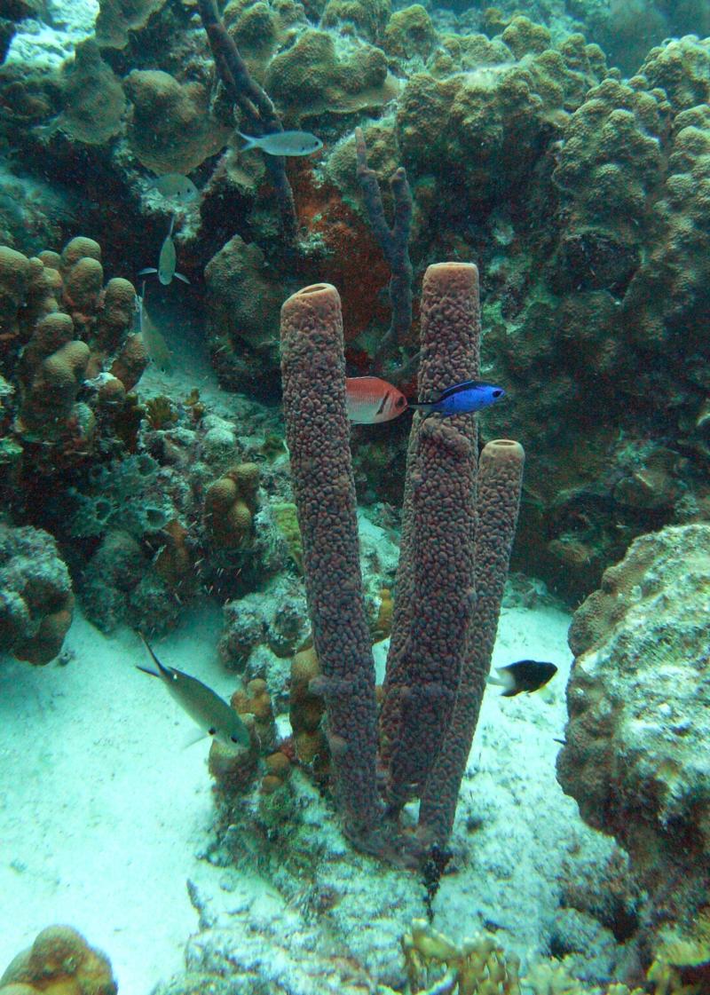Bonaire Coral