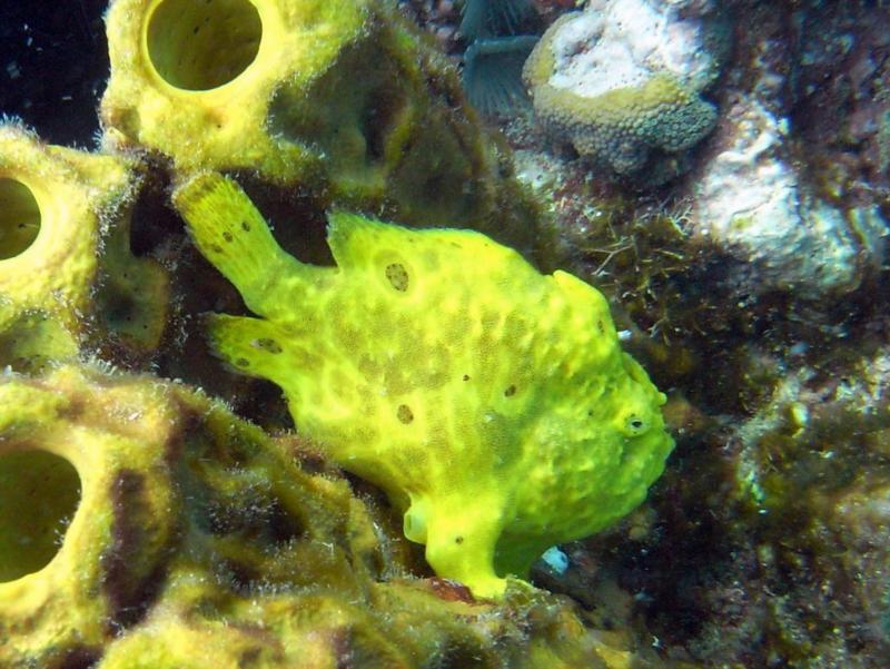 Yellow frogfish in St. Lucia