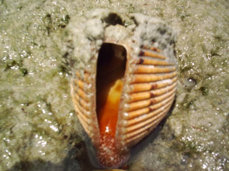 Top Side Sealife ~Shell on the beach with the sealife animal checking me out!