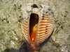 Top Side Sealife ~Shell on the beach with the sealife animal checking me out!