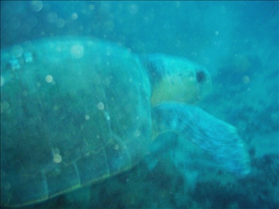 My first photo of a large sea turtle off Ft Pierce, Florida 