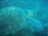 My first photo of a large sea turtle off Ft Pierce, Florida 