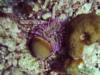anemone Oilslick, BON