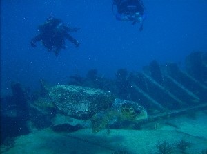 My brother, his buddy and a Hawksbill Seaturtle in Key Largo, FL