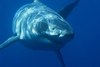 Isla Guadalupe, Mexico "Fat Boy"