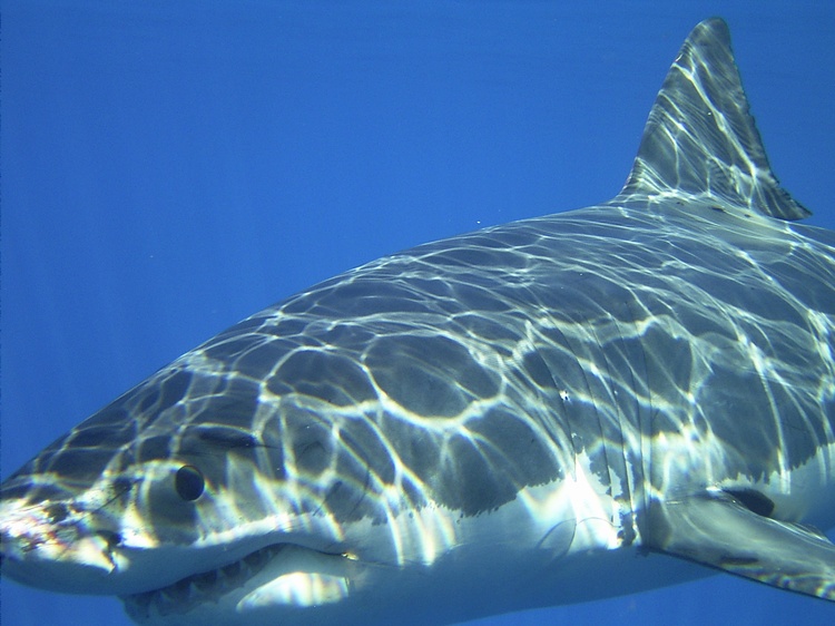 Isla Guadalupe, Mexico "Fat Boy"