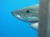 Isla Guadalupe, Mexico 