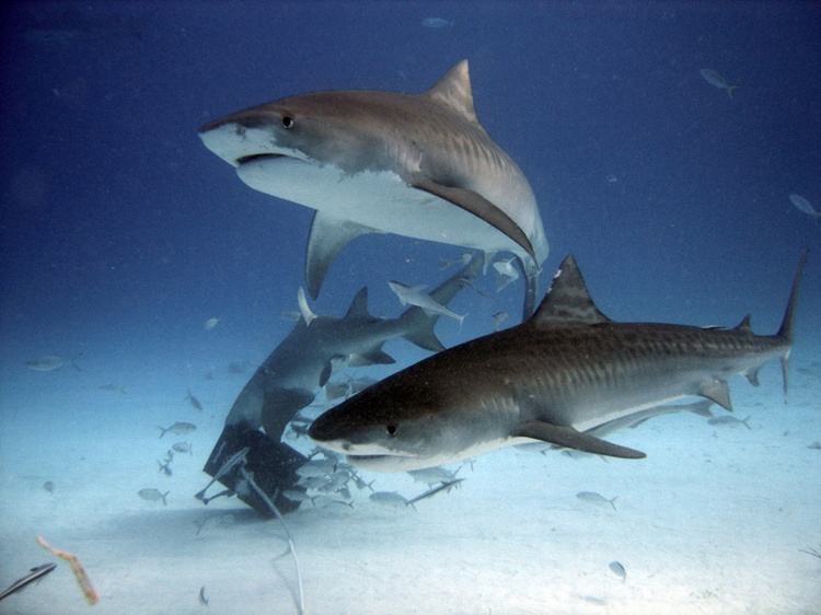 Tiger Beach Bahamas